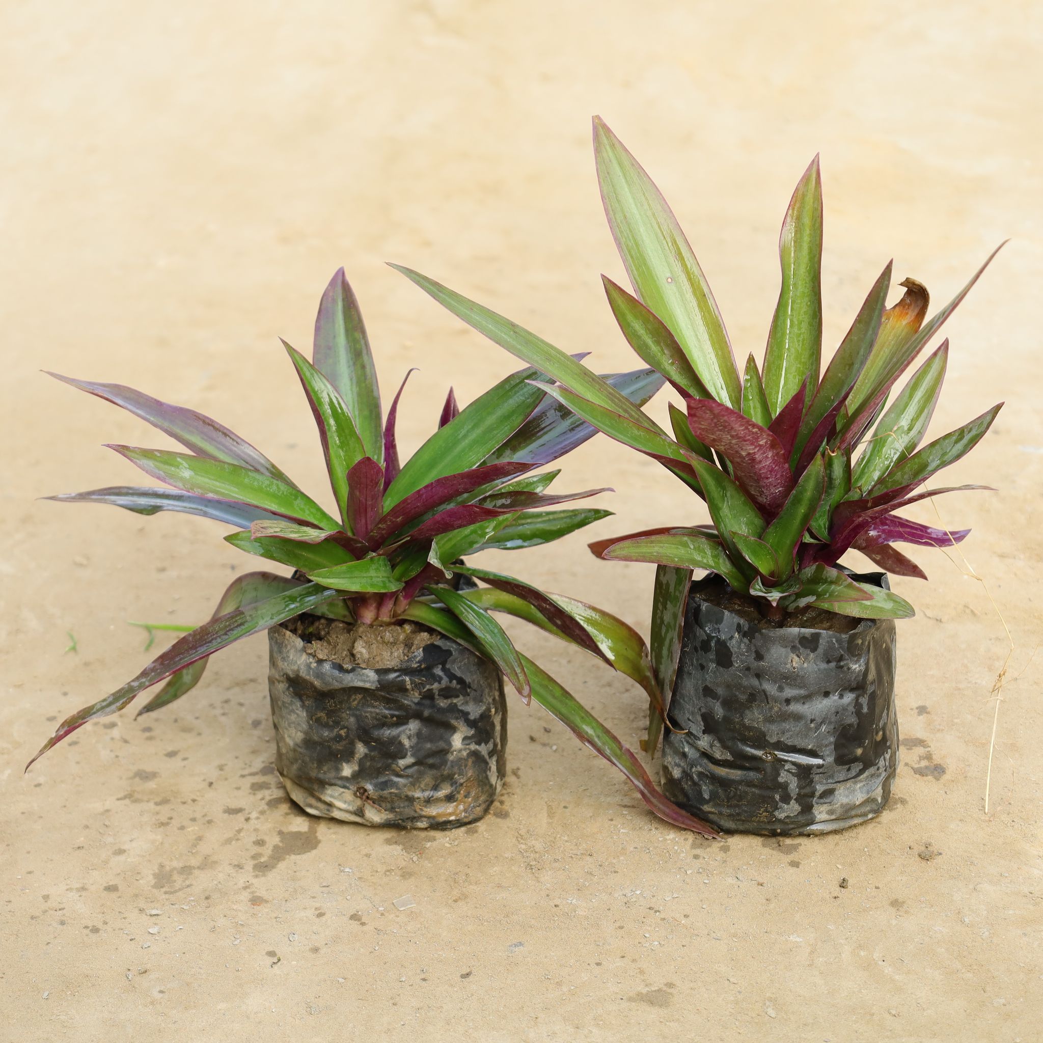 Set Of 2 - Rhoeo / Durangi in 4 Inch Nursery Bag