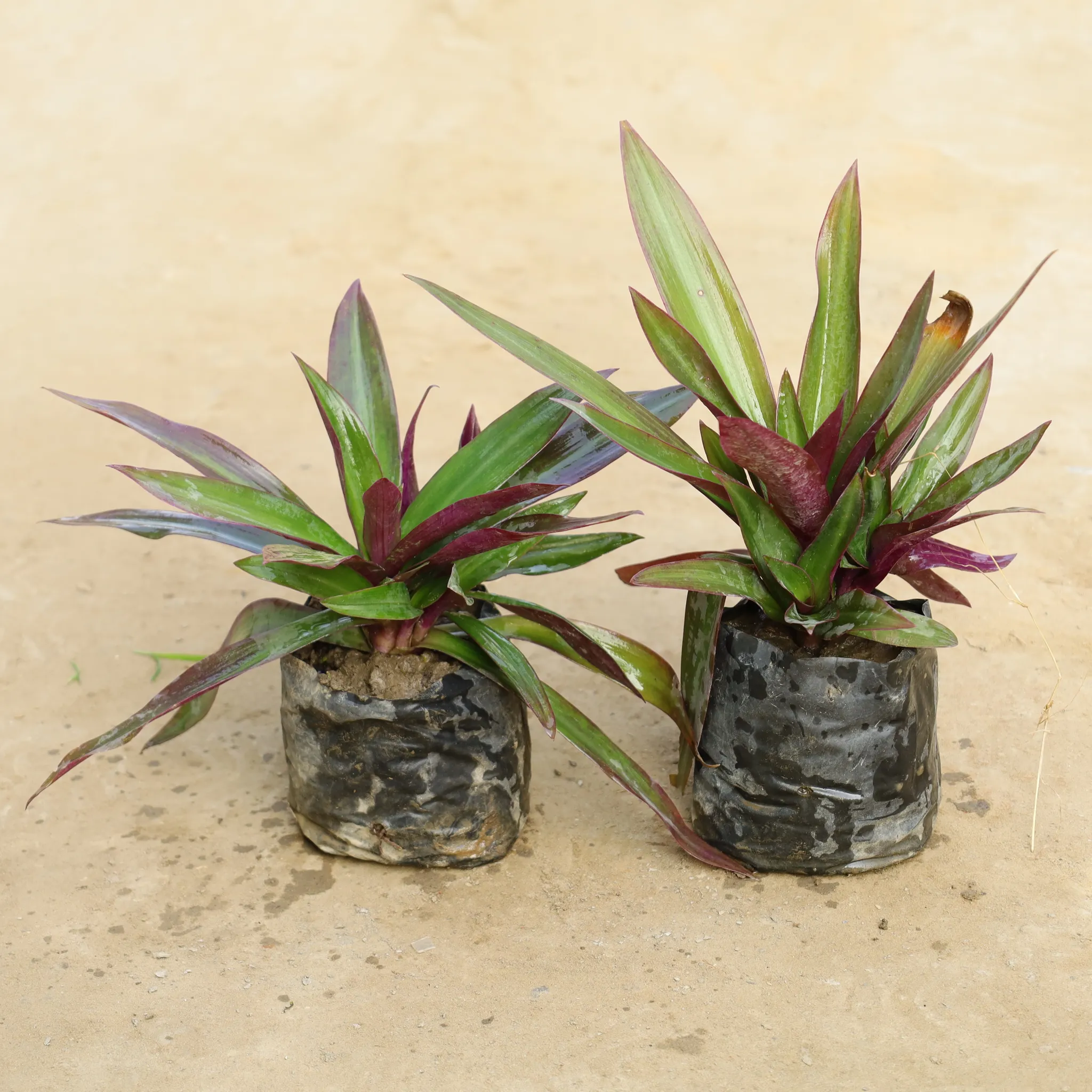 Set Of 2 - Rhoeo / Durangi in 4 Inch Nursery Bag