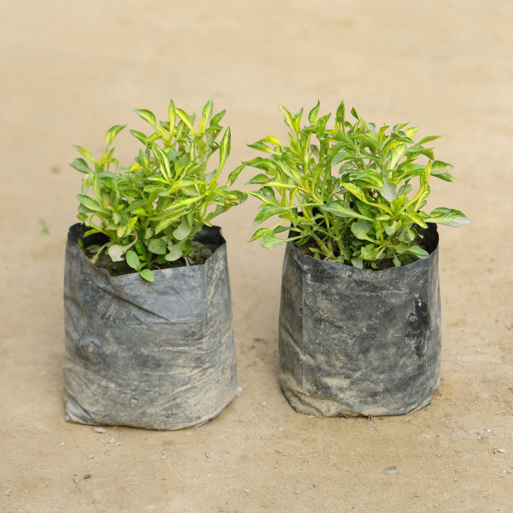 Set Of 2 - Alternanthera Green Verigated in 4 Inch Nursery Bag