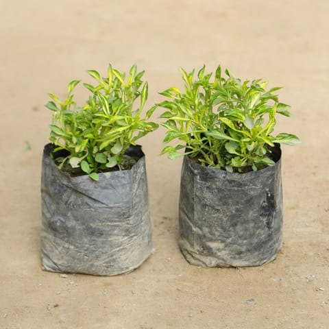 Set Of 2 - Alternanthera Green Verigated in 4 Inch Nursery Bag