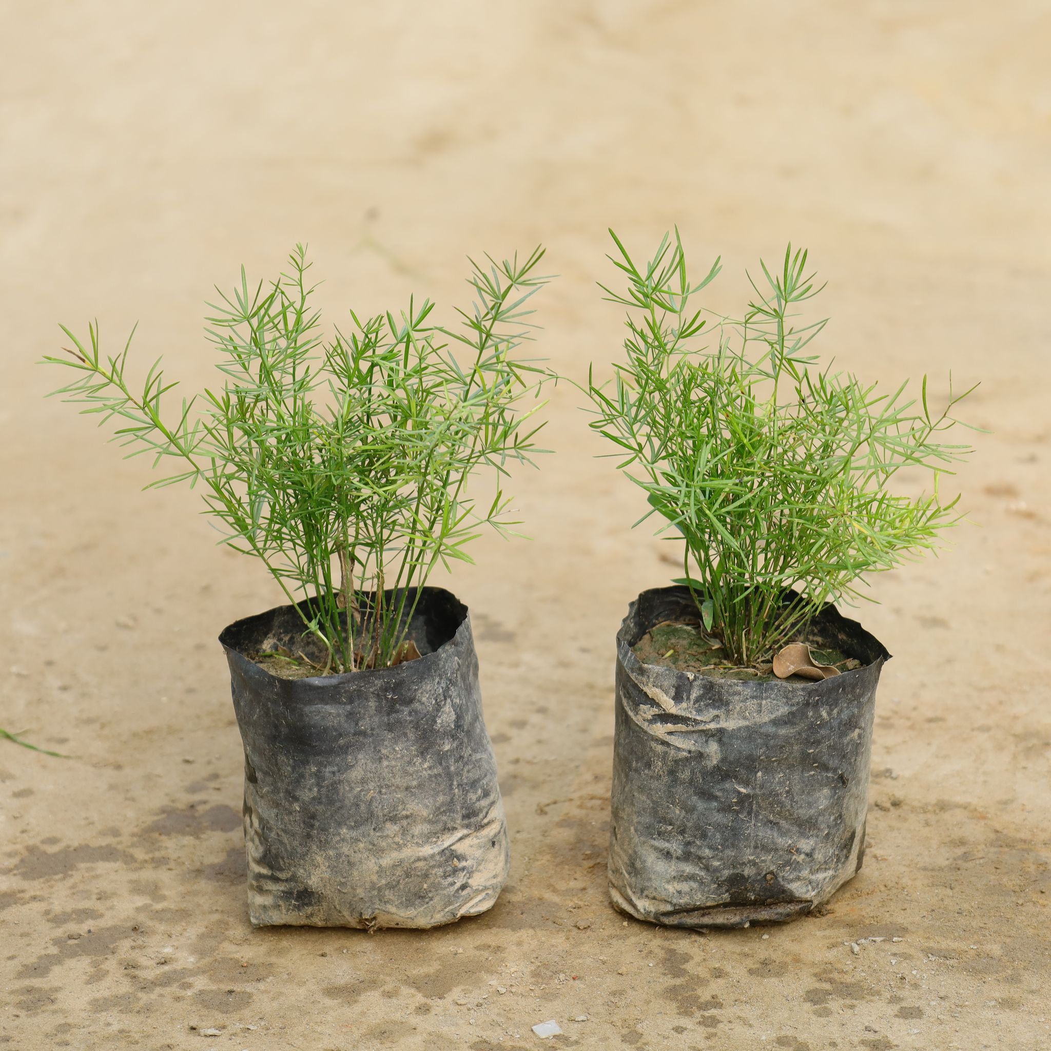 Set Of 2 - Asparagus Mary in 4 Inch Nursery Bag
