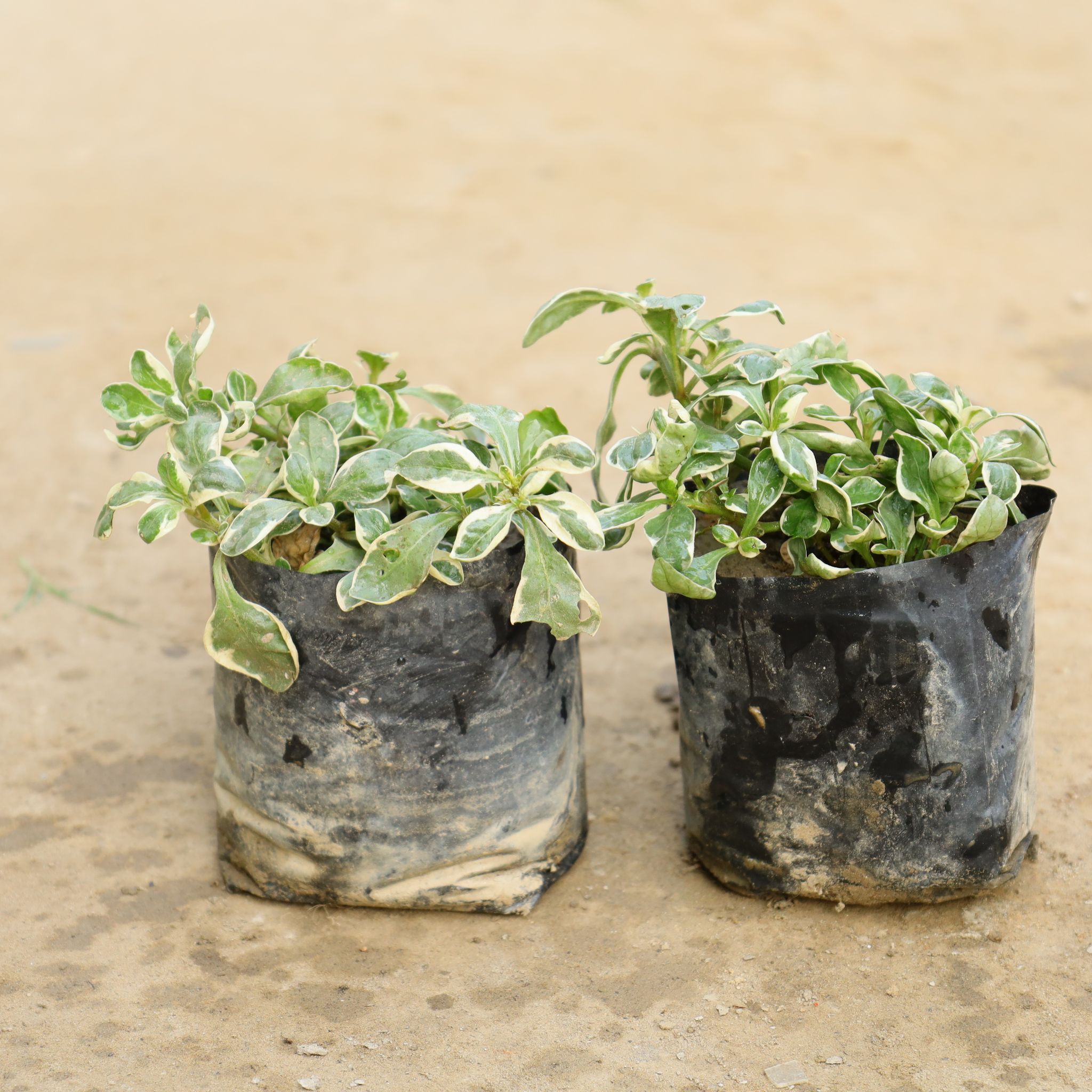 Set Of 2 - Alternanthera Varigated in 4 Inch Nursery Bag