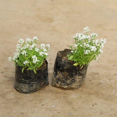 Set Of 2 - Alyssum White in 4 Inch Nursery Bag