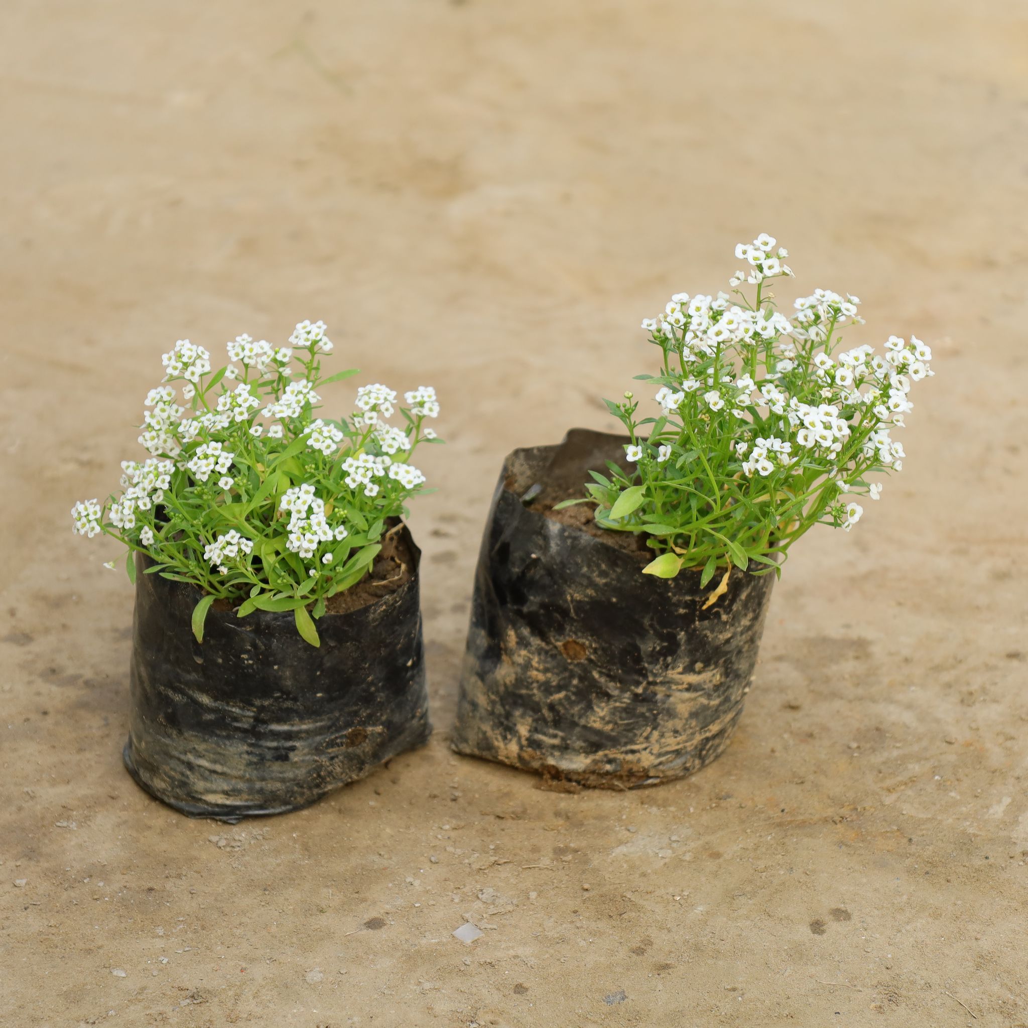 Set Of 2 - Alyssum White in 4 Inch Nursery Bag