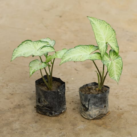 Set Of 2 - Syngonium (Any Colour) in 4 Inch Nursery Bag