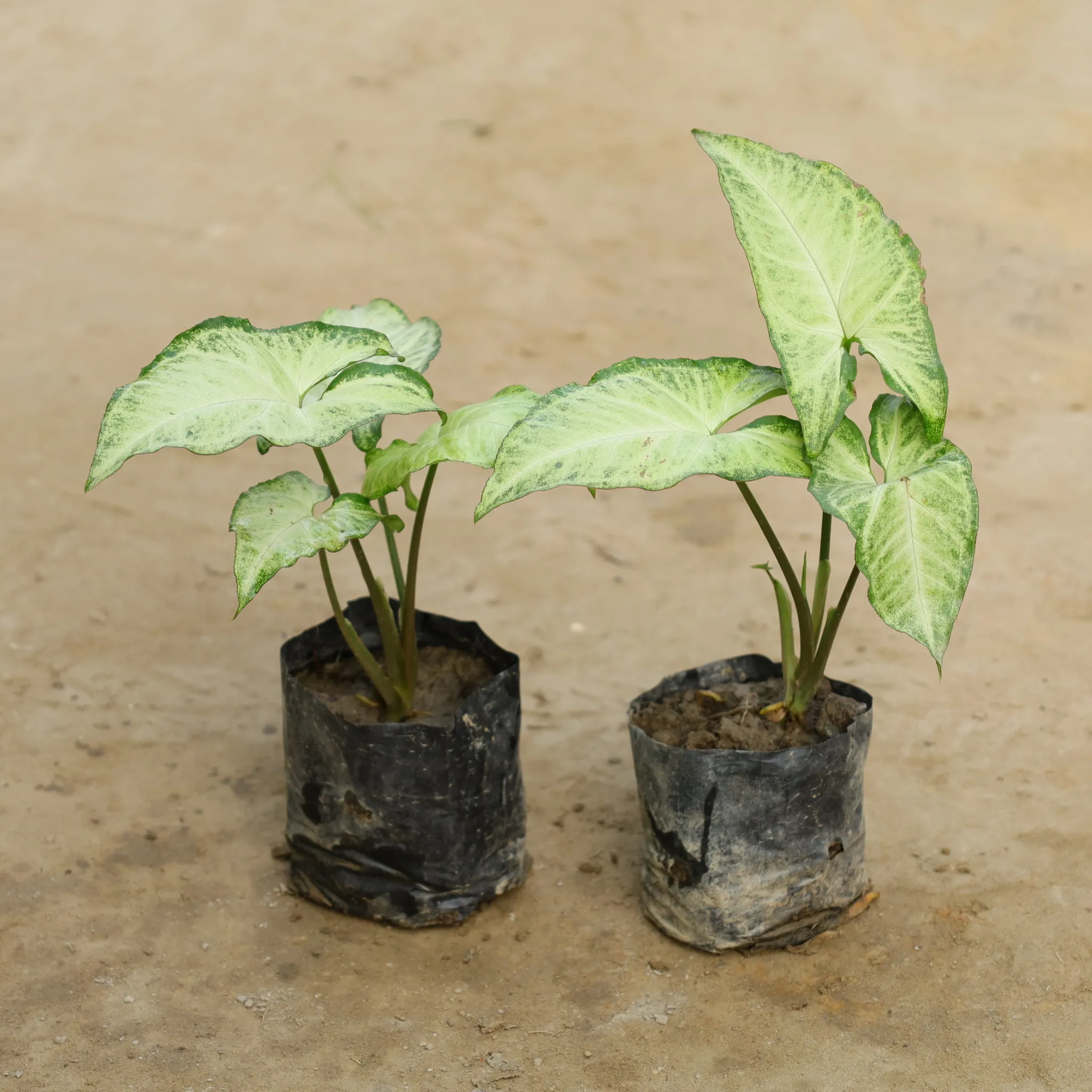 Set Of 2 - Syngonium (Any Colour) in 4 Inch Nursery Bag
