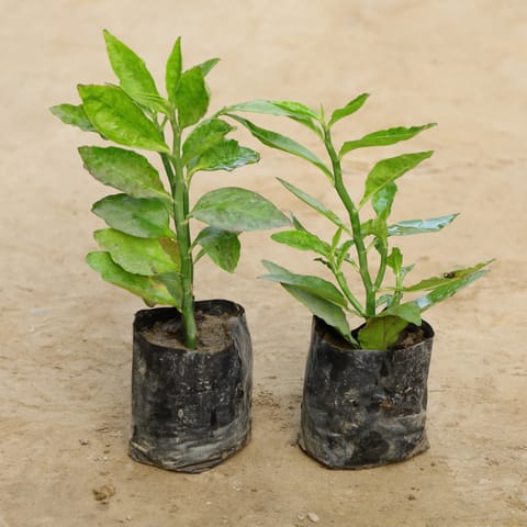 Set Of 2 - Pedilanthus / Devil'S Backbone (Any Colour) in 4 Inch Nursery Bag