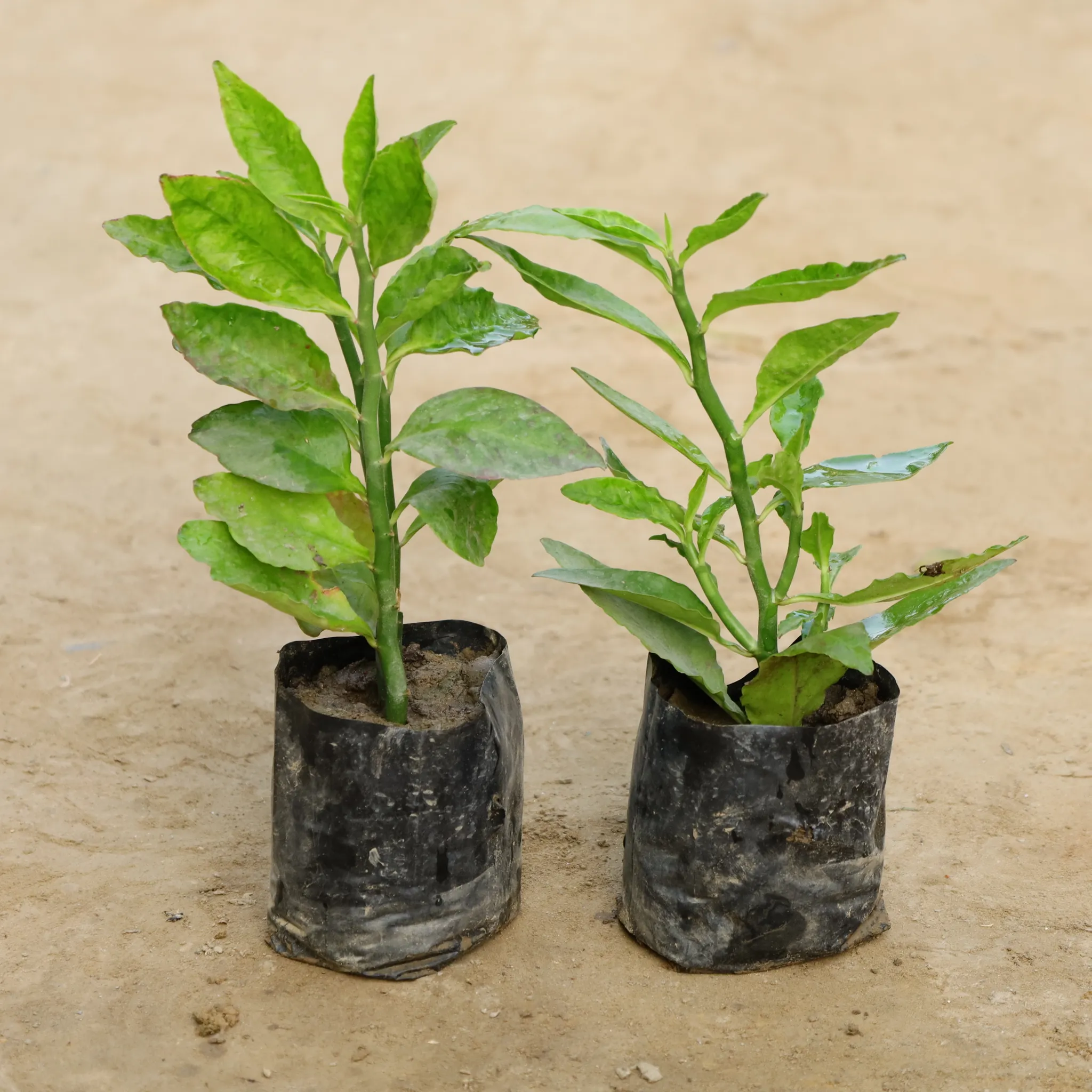 Set Of 2 - Pedilanthus / Devil'S Backbone (Any Colour) in 4 Inch Nursery Bag