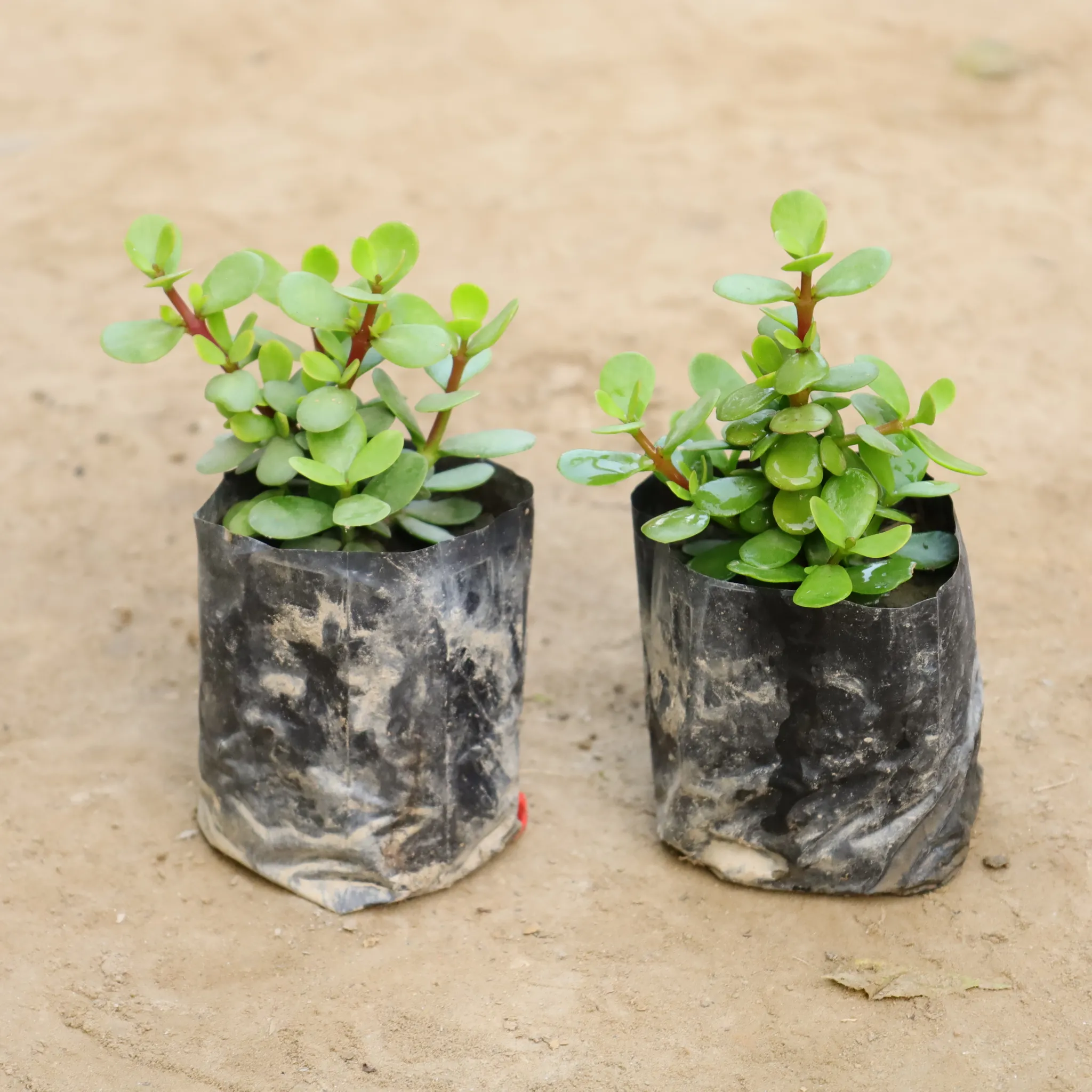 Set Of 2 - Bangalore Lucky Jade in 4 Inch Nursery Bag