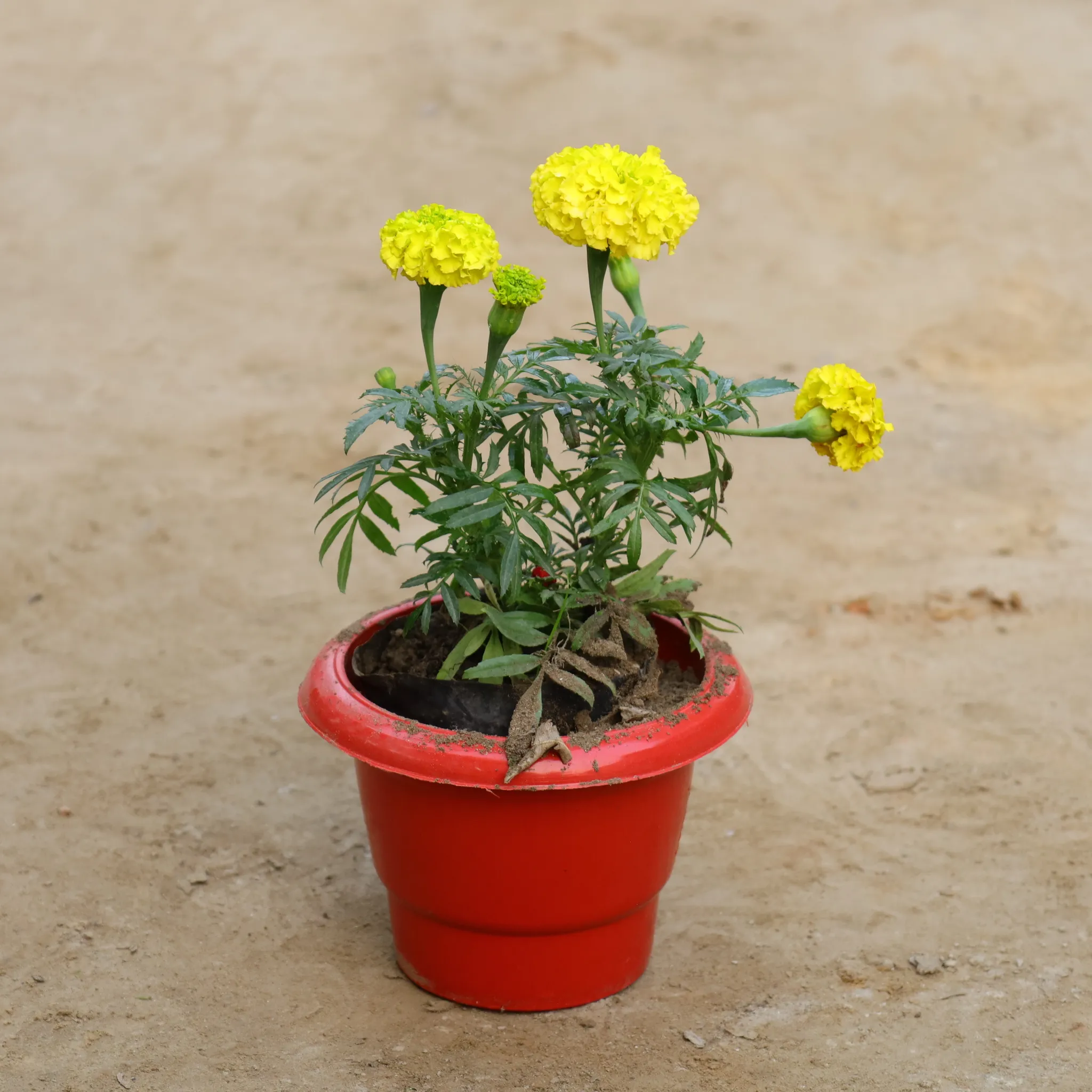 Hazari Marigold / Genda (Any Colour) in 6 Inch Classy Red Plastic Pot