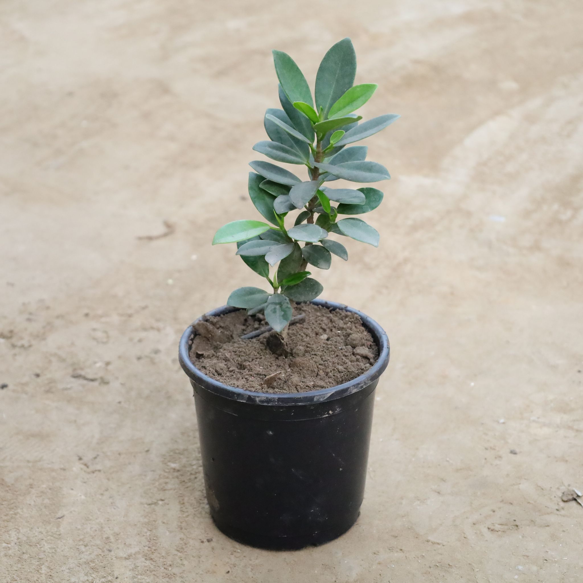 Iceland in 6 Inch Nursery Pot
