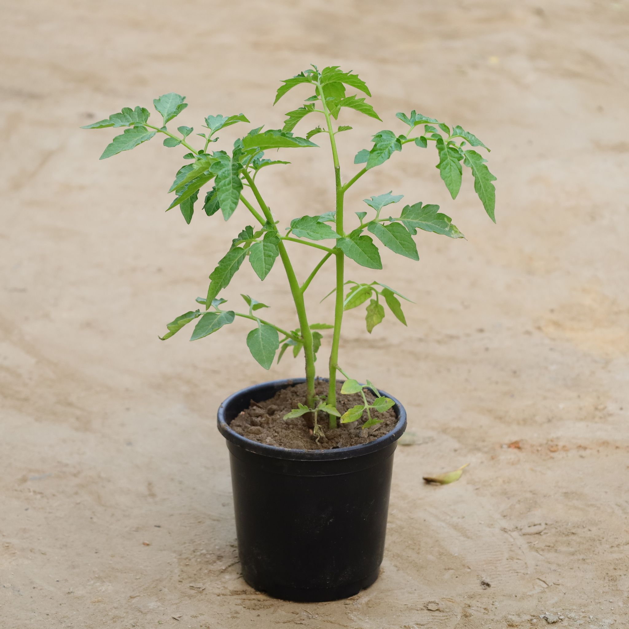 Cherry Tomato in 6 Inch Nursery Bag