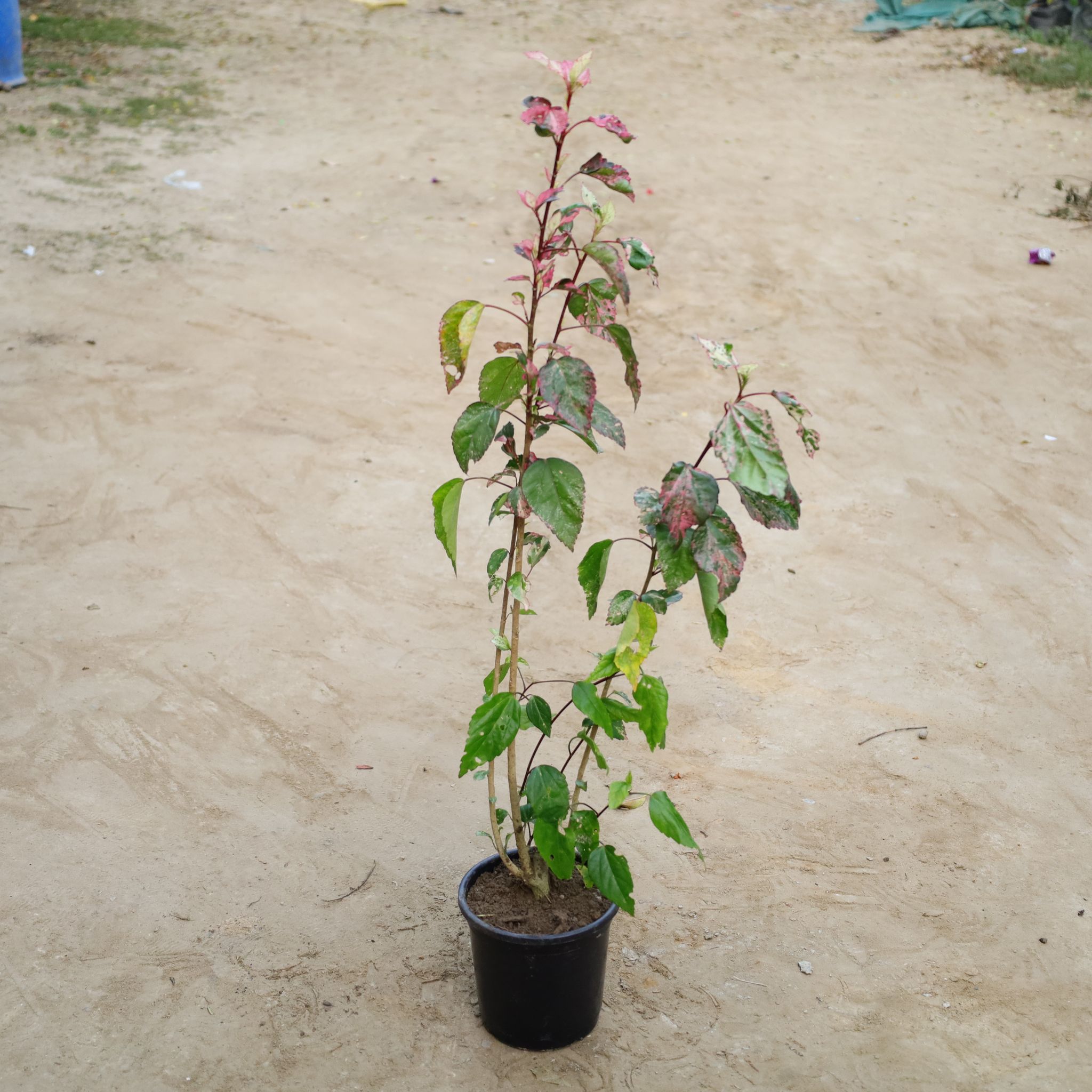 Varigated Hibiscus Desi / Gudhal in 6 Inch Nursery Pot