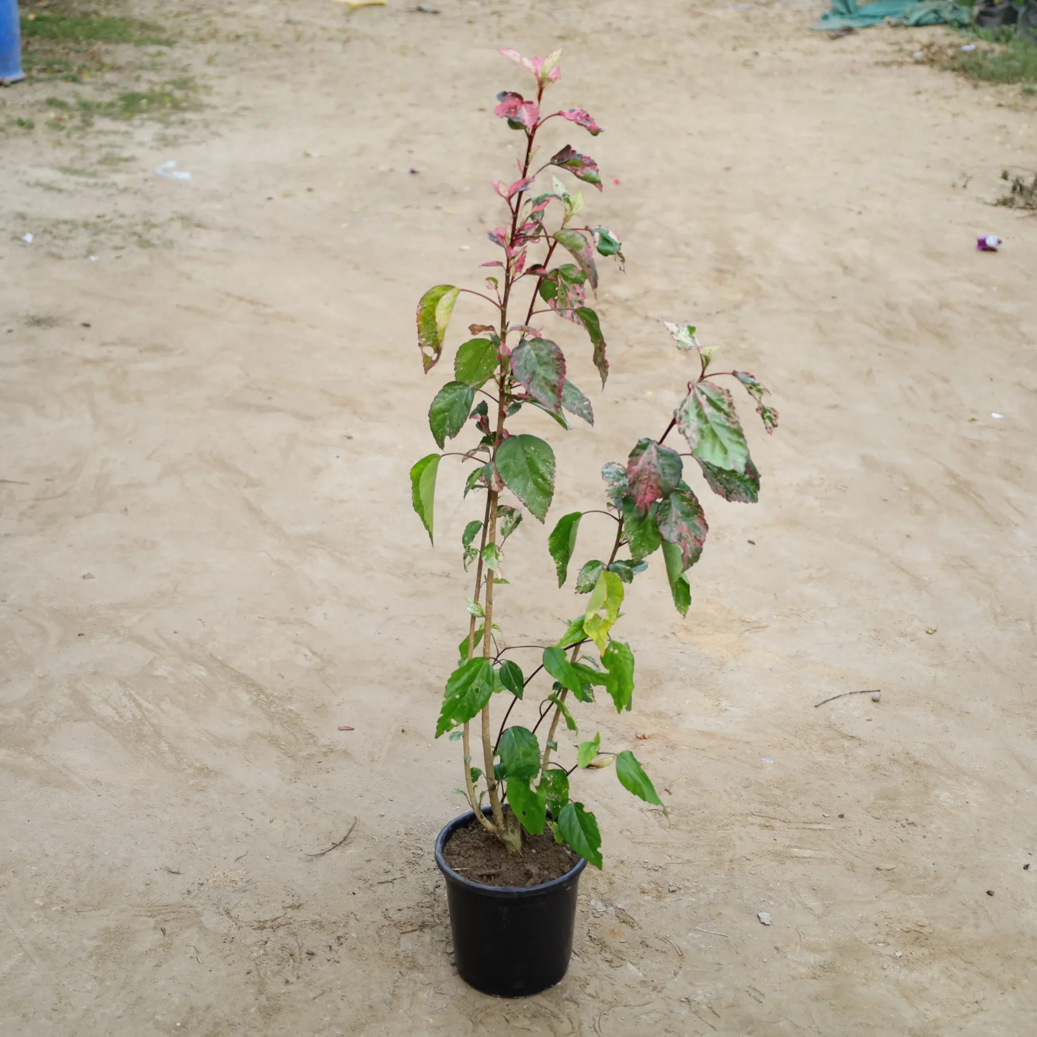 Varigated Hibiscus Desi / Gudhal in 6 Inch Nursery Pot