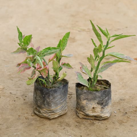 Set Of 2 - Pedilanthus / Devil'S Backbone in 4 Inch Nursery Bag