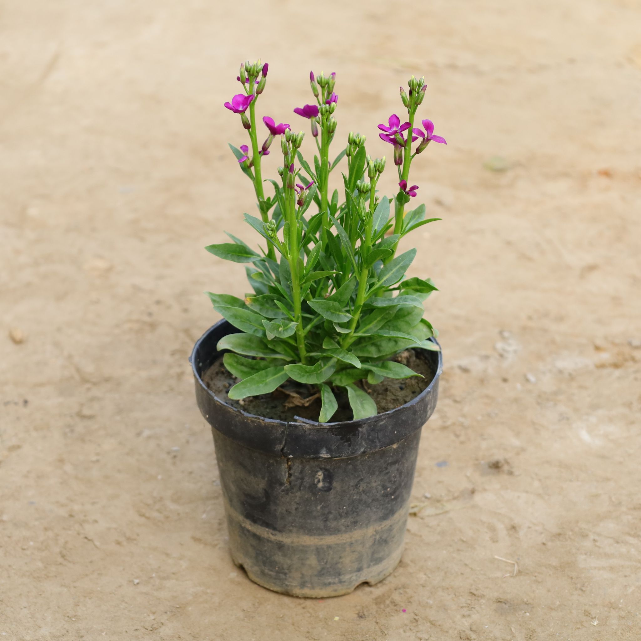 Stock (Any Colour) in 6 Inch Nursery Bag