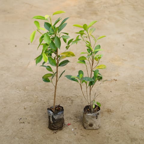 Set Of 2 - Ficus Panda in 4 Inch Nursery Bag