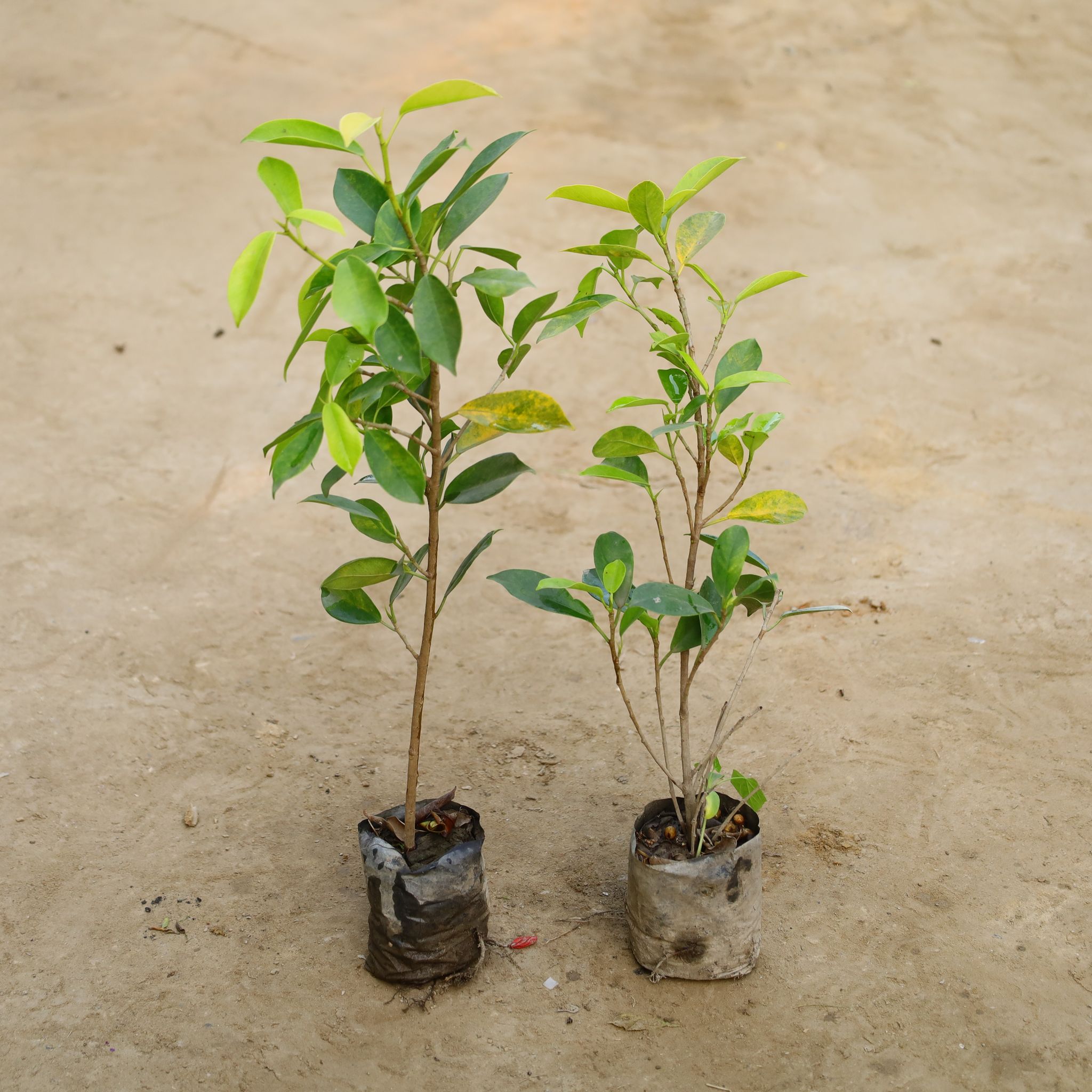 Set Of 2 - Ficus Panda in 4 Inch Nursery Bag