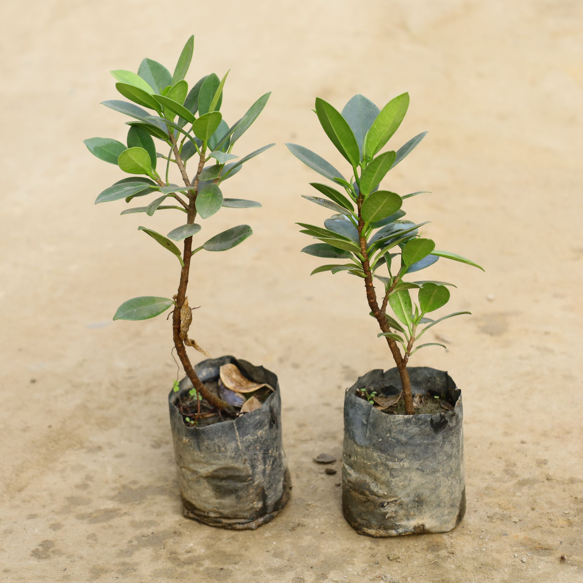 Set Of 2 - Iceland in 4 Inch Nursery Bag