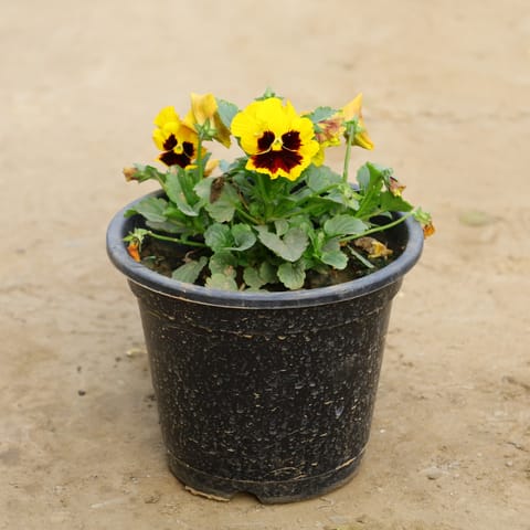 Pansy in 6 Inch Nursery Pot