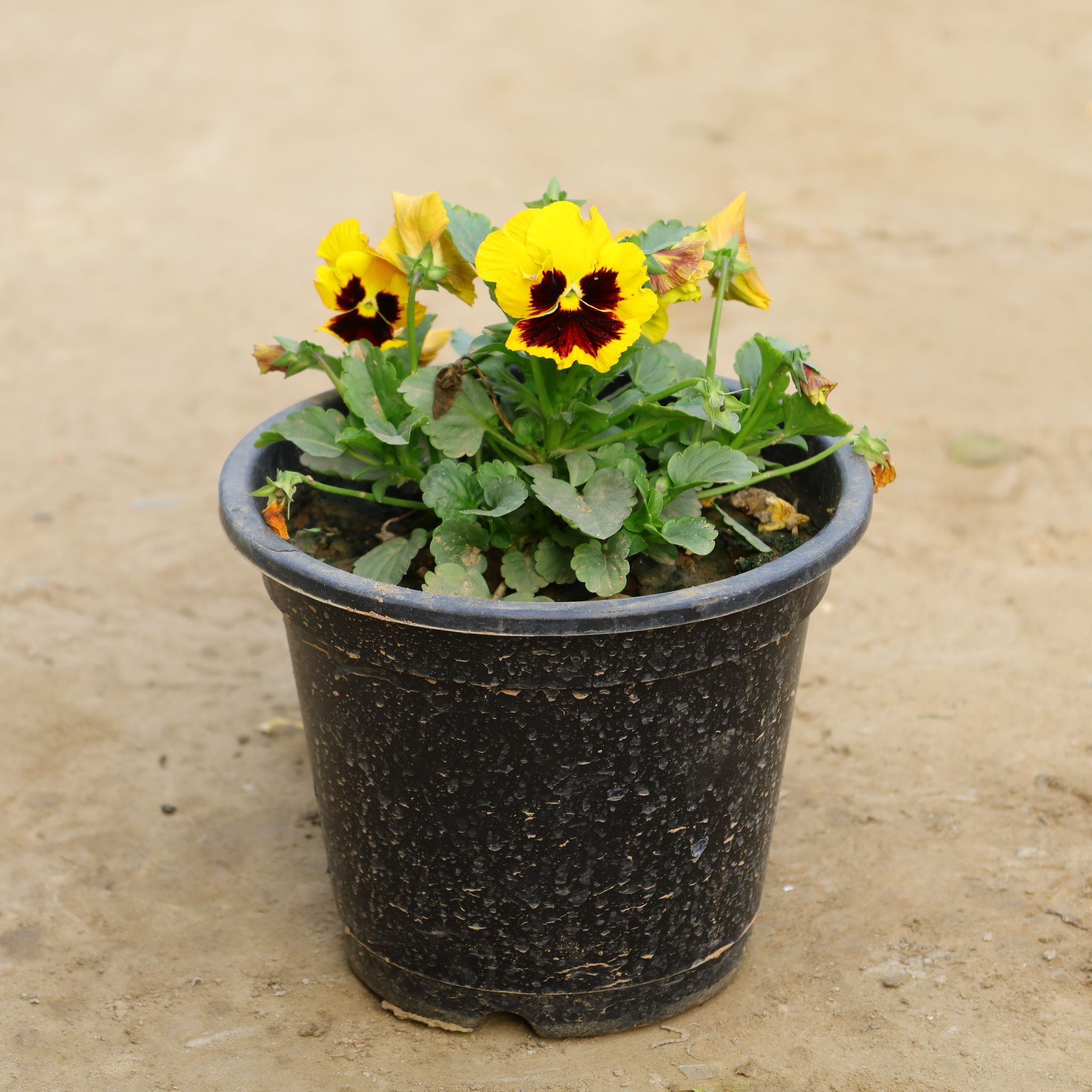 Pansy in 6 Inch Nursery Pot