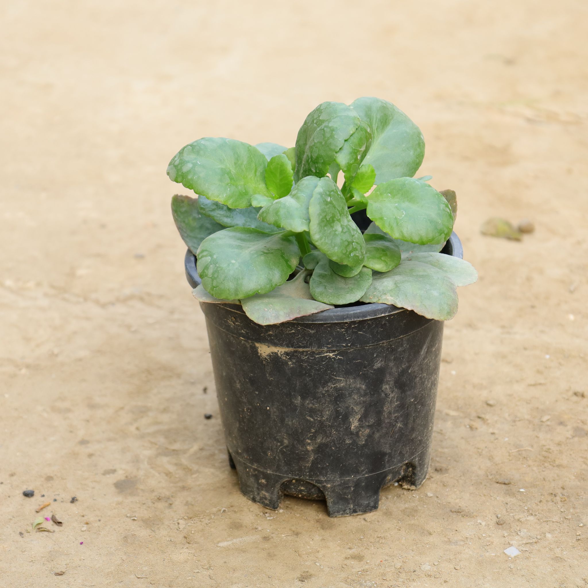 Desi Kalanchoe (Any Colour) in 6 Inch Nursery Pot