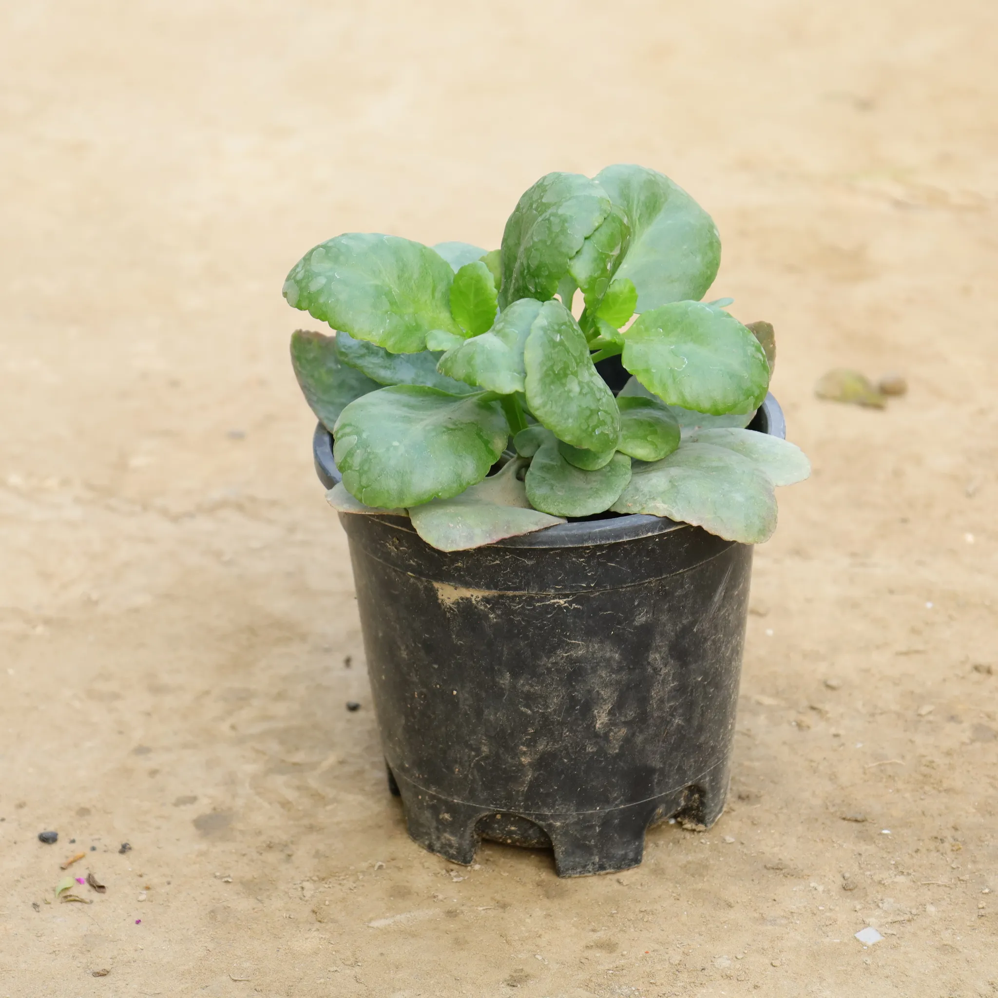 Desi Kalanchoe (Any Colour) in 6 Inch Nursery Pot