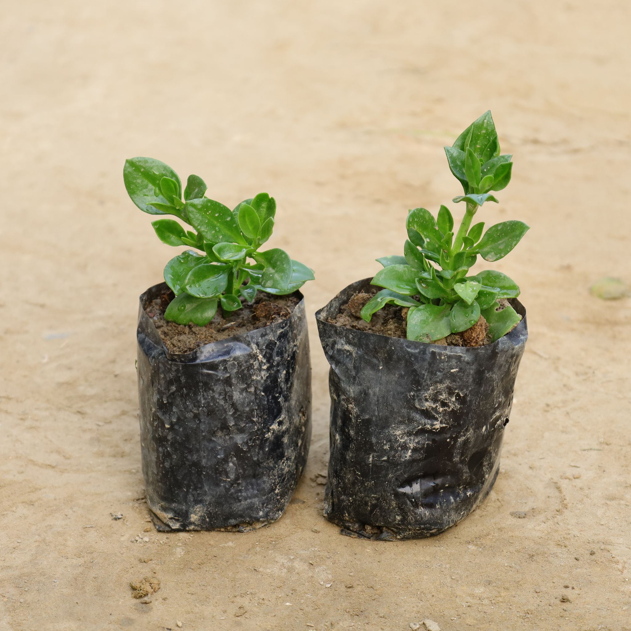 Set Of 2 - Baby Sunrose in 4 Inch Nursery Bag