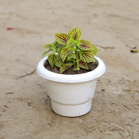 Coleus Green in 6 Inch Classy White Plastic Pot