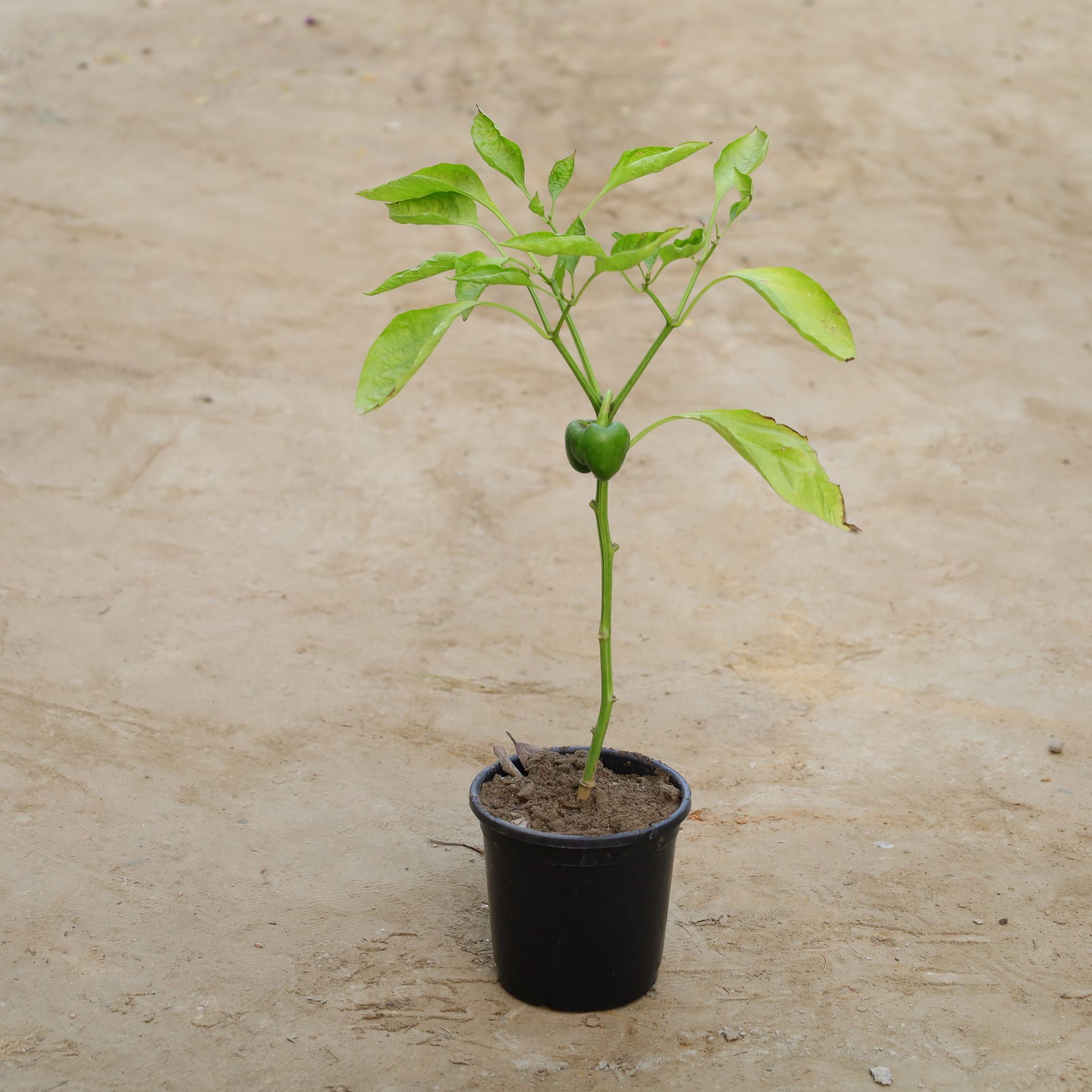 Capsicum / Shimla Mirch in 6 Inch Nursery Pot