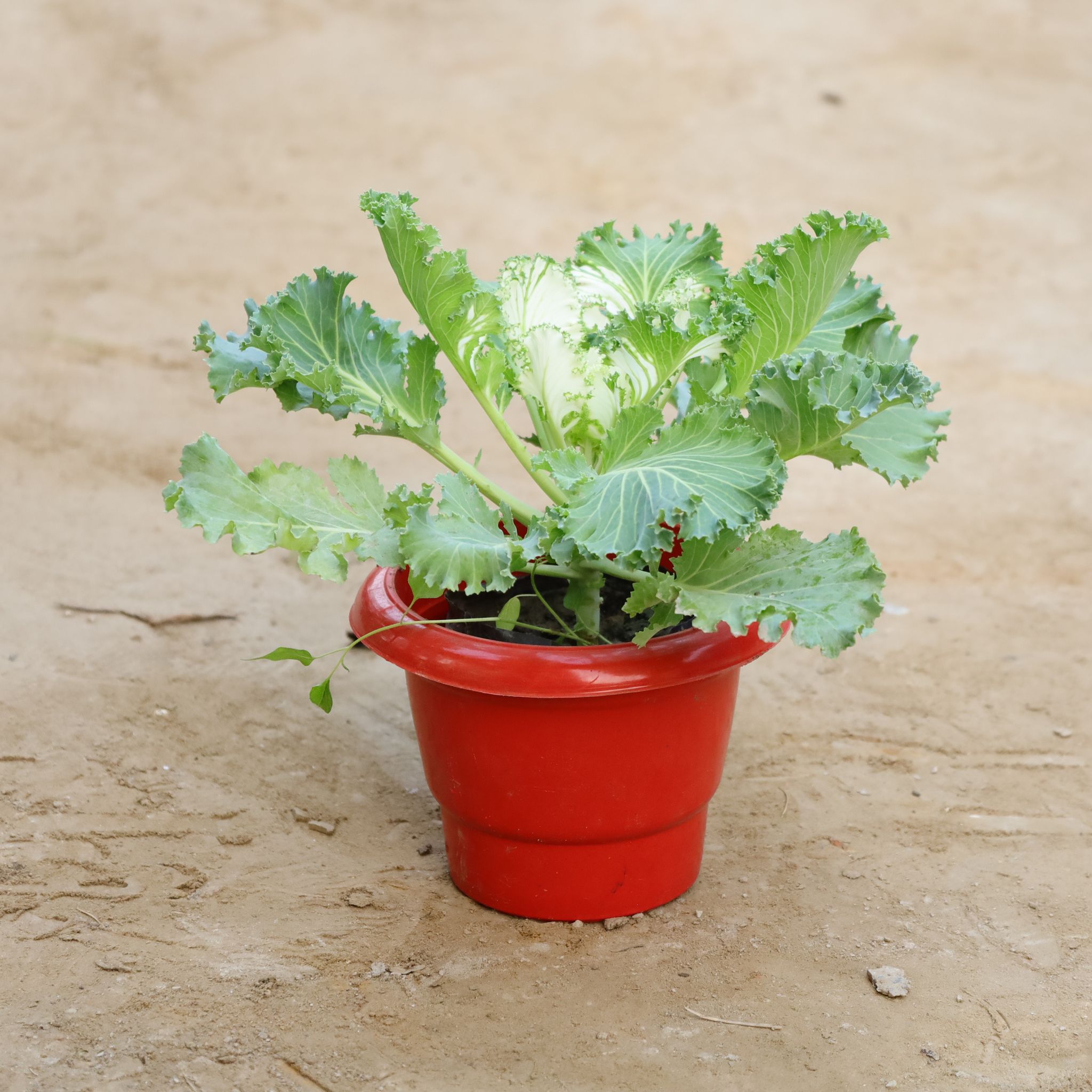Kale (Any Colour) in 6 Inch Classy Red Plastic Pot