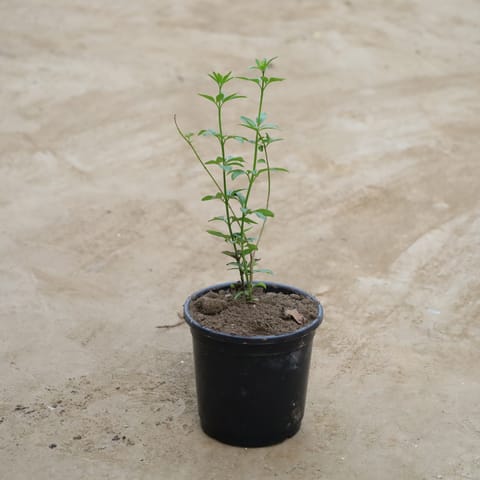 Chameli (Any Colour) in 6 Inch Nursery Pot