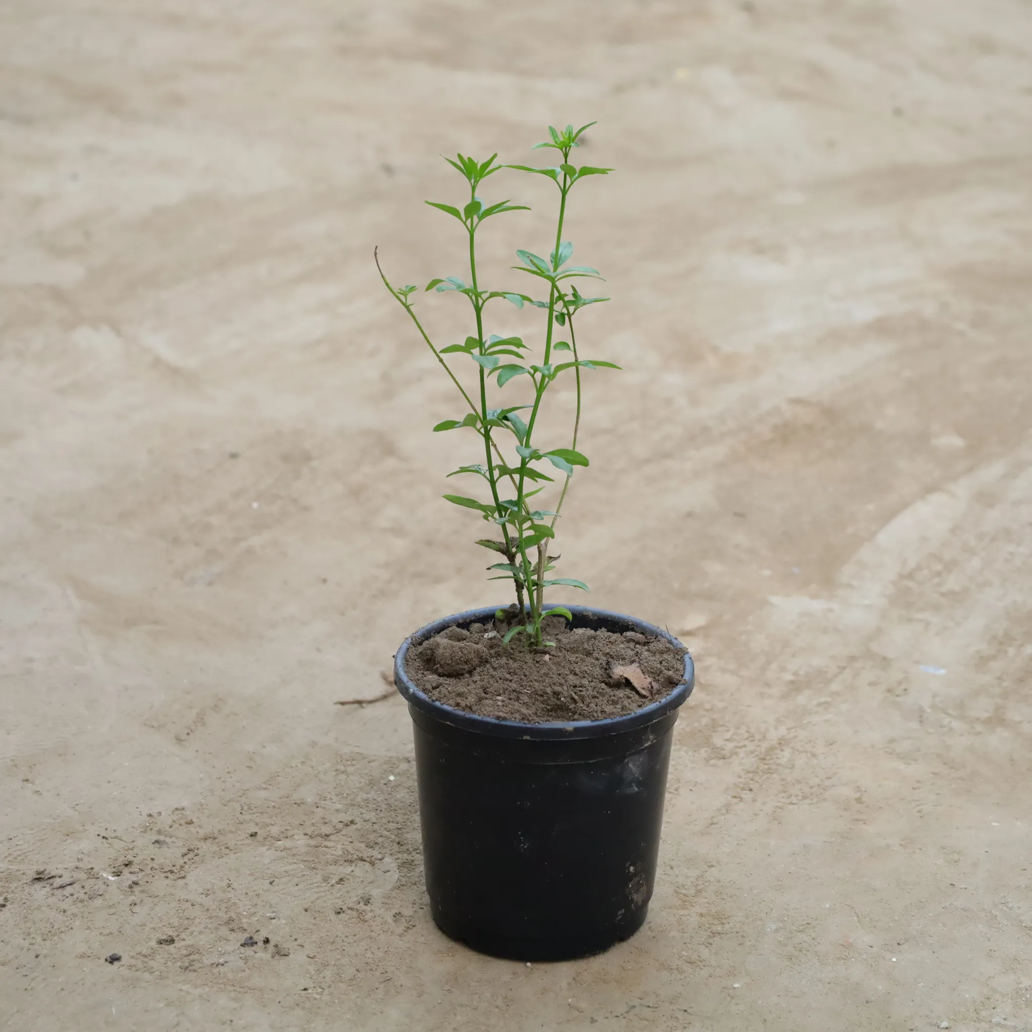 Chameli (Any Colour) in 6 Inch Nursery Pot