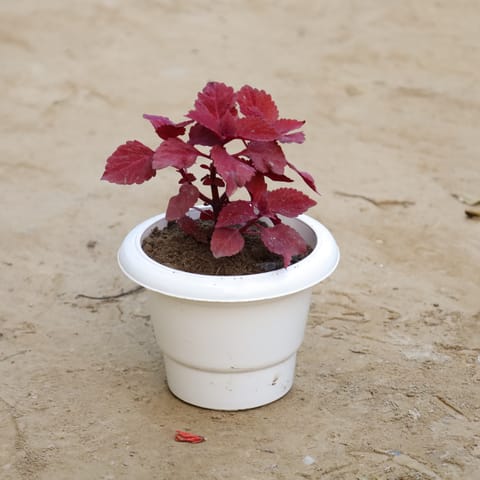 Red Coleus (Any Colour) in 6 Inch Classy White Plastic Pot