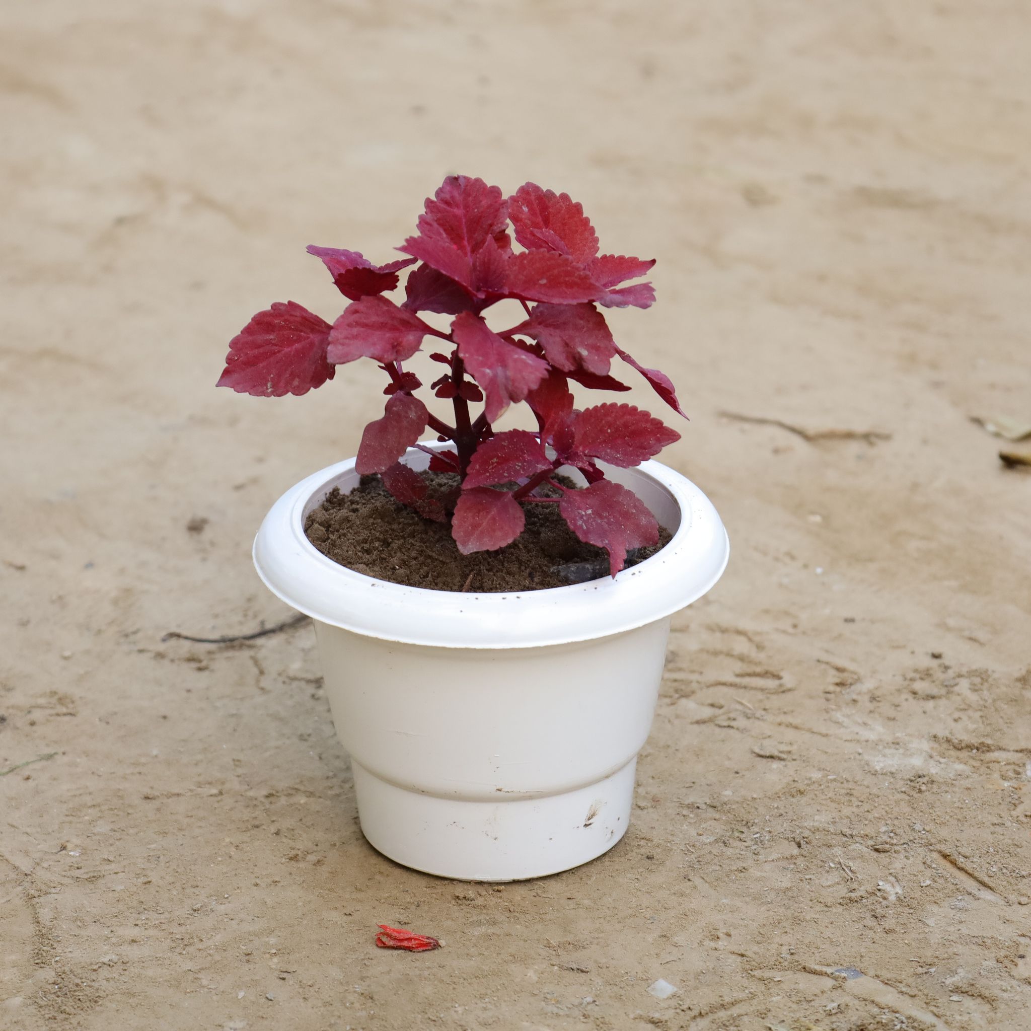 Red Coleus (Any Colour) in 6 Inch Classy White Plastic Pot