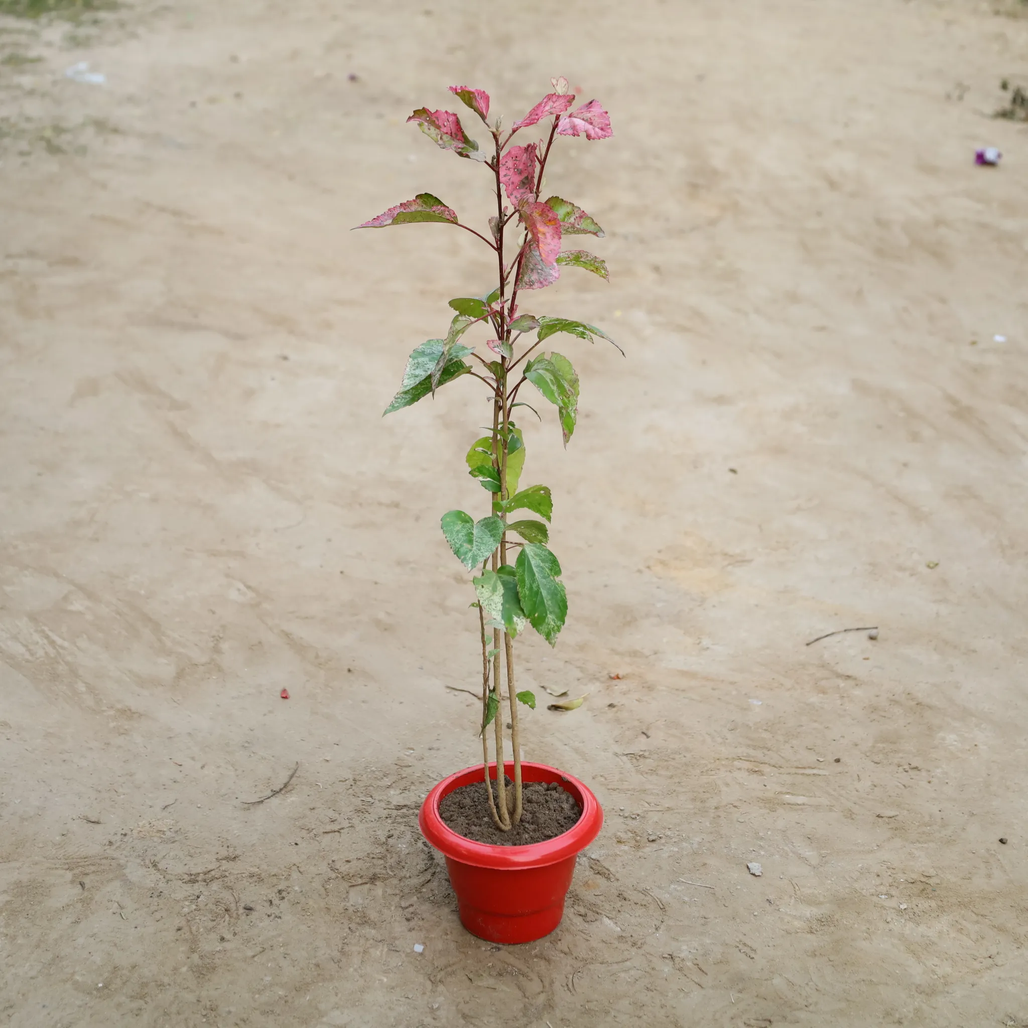Varigated Hibiscus Desi / Gudhal in 6 Inch Classy Red Plastic Pot