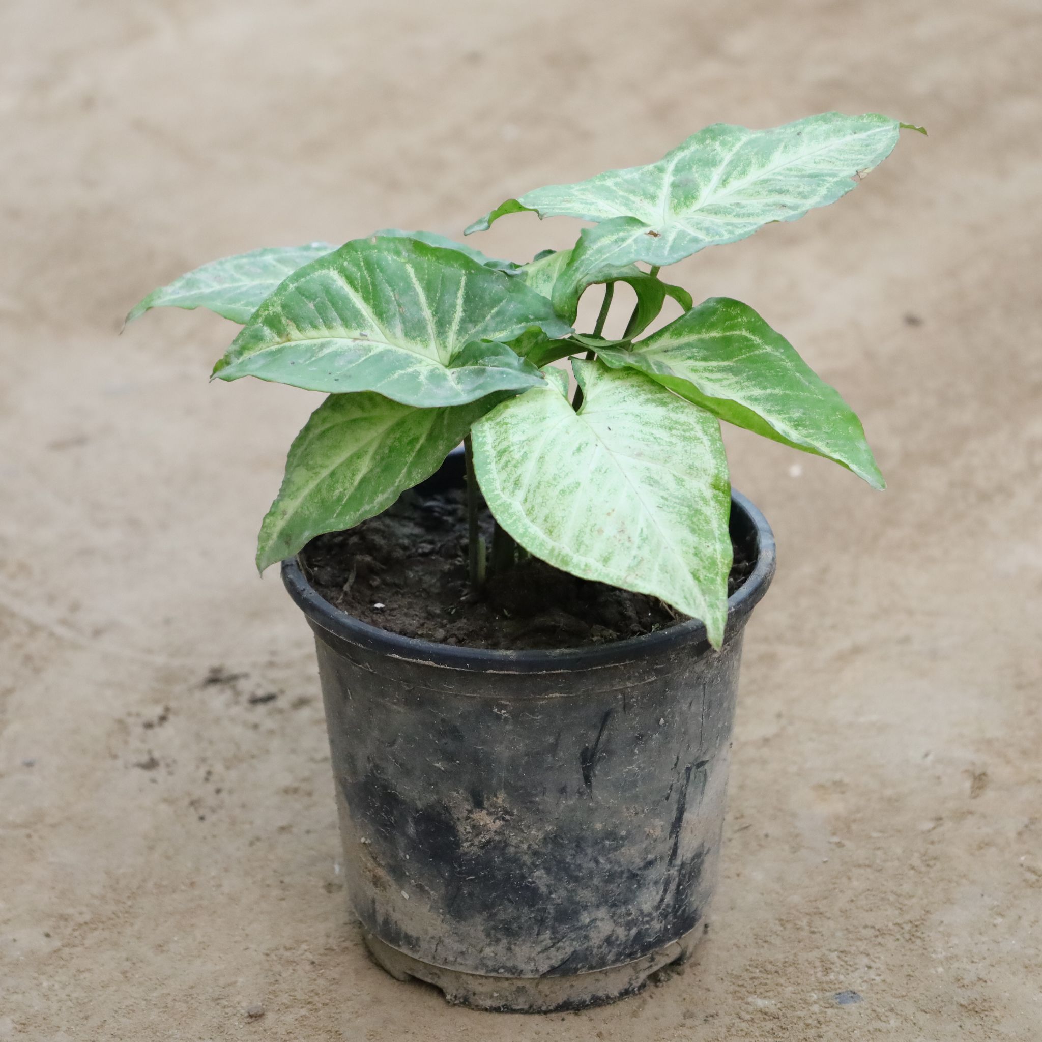 Syngonium Green in 6 Inch Nursery Pot