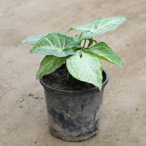 Syngonium Green in 6 Inch Nursery Pot