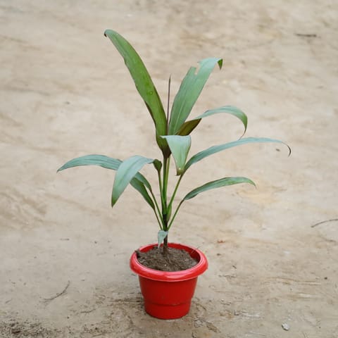 Dracaena Green in 6 Inch Classy Red Plastic Pot