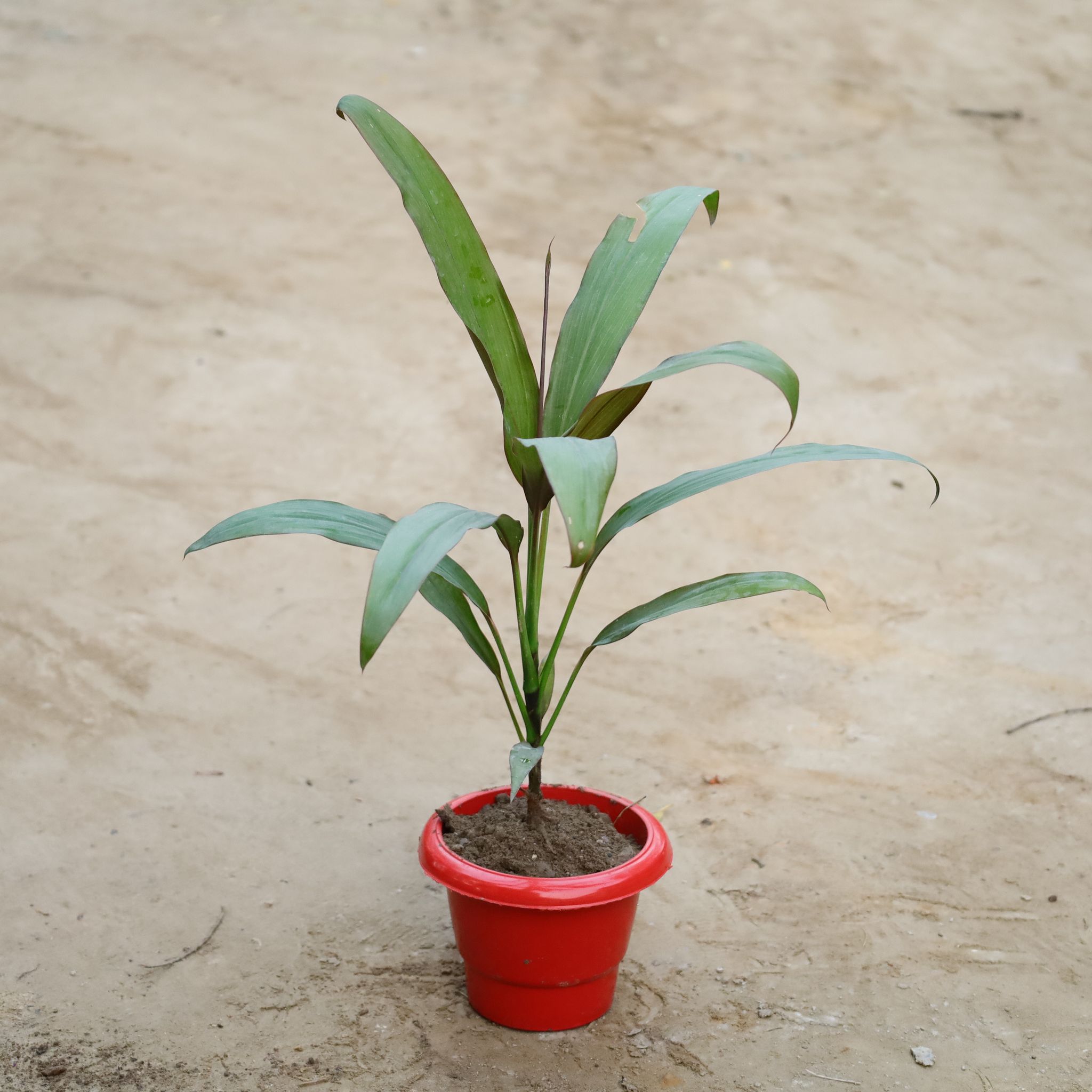 Dracaena Green in 6 Inch Classy Red Plastic Pot