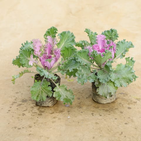 Set Of 2 - Kale in 4 Inch Nursery Bag