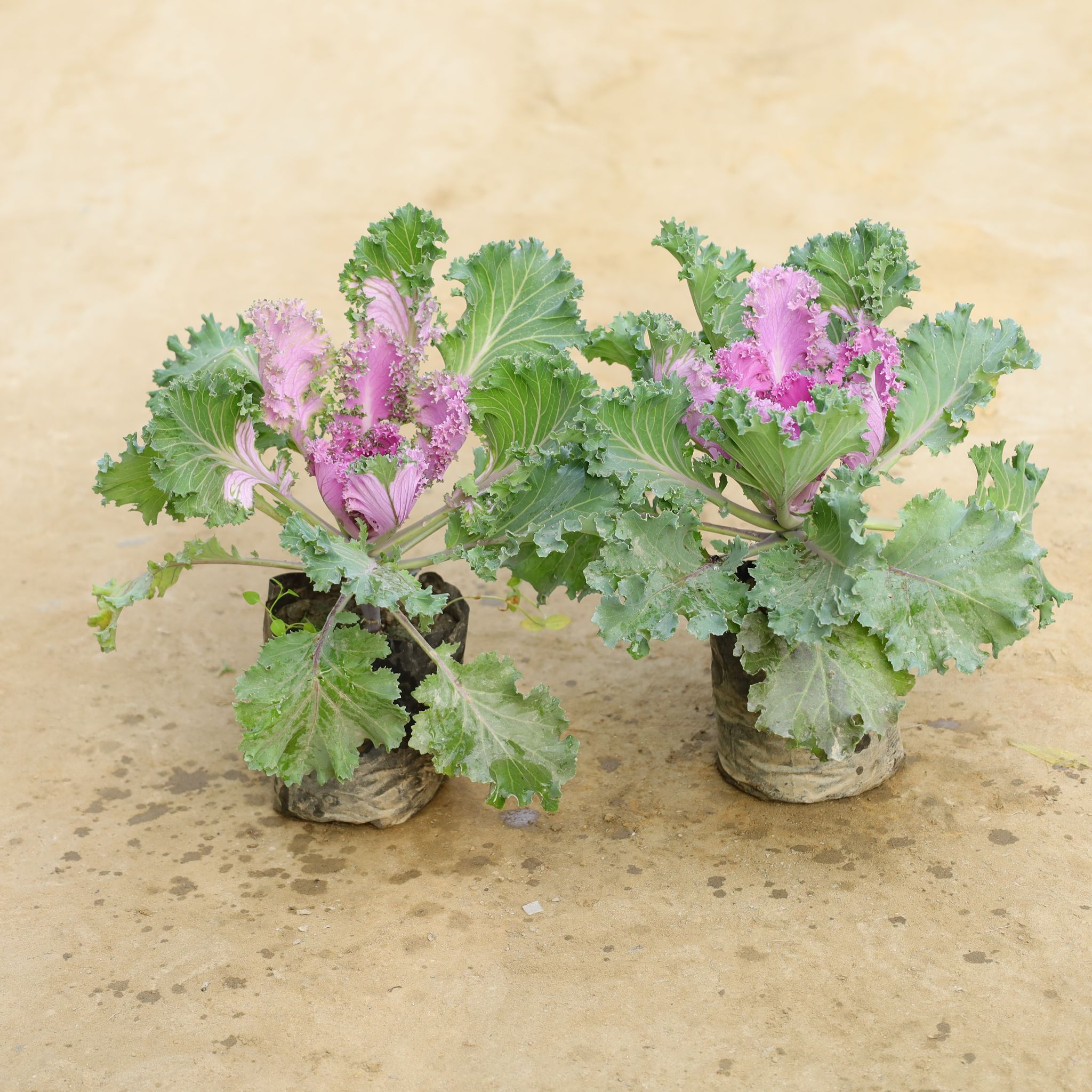 Set Of 2 - Kale in 4 Inch Nursery Bag
