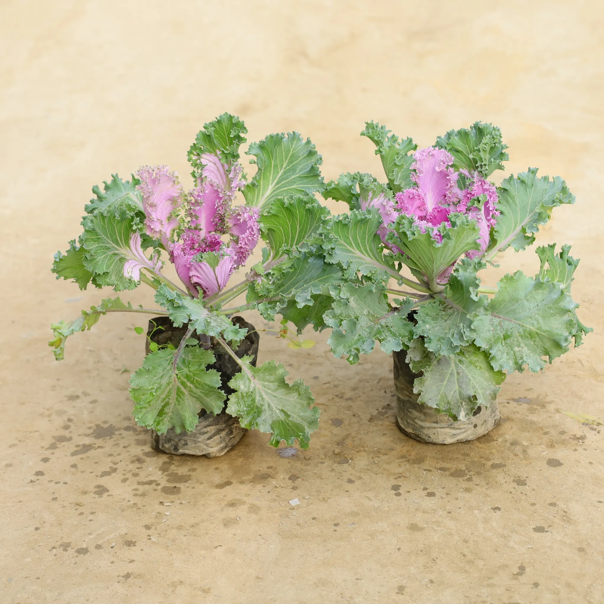 Set Of 2 - Kale in 4 Inch Nursery Bag