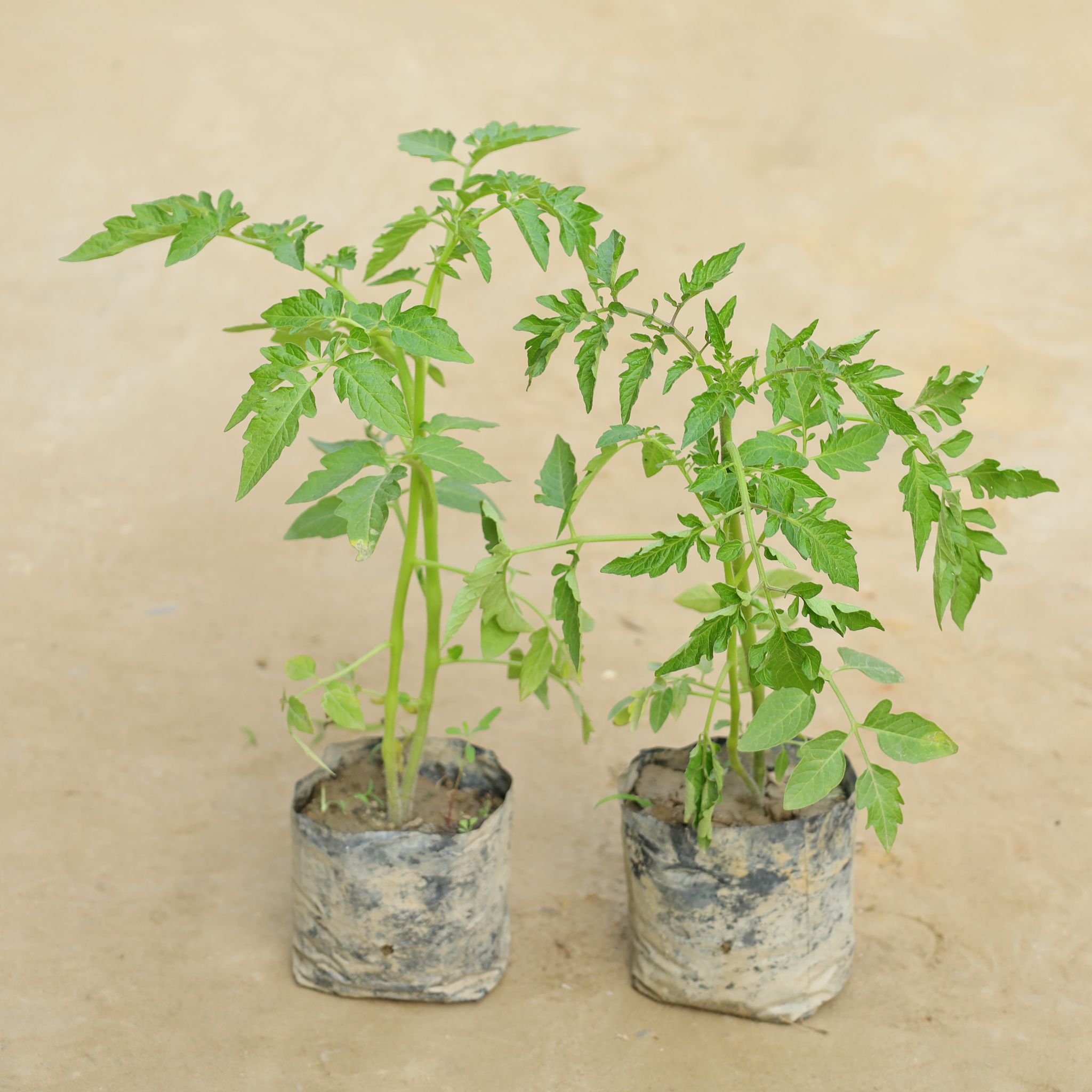 Set Of 2 - Cherry Tomato in 4 Inch Nursery Bag