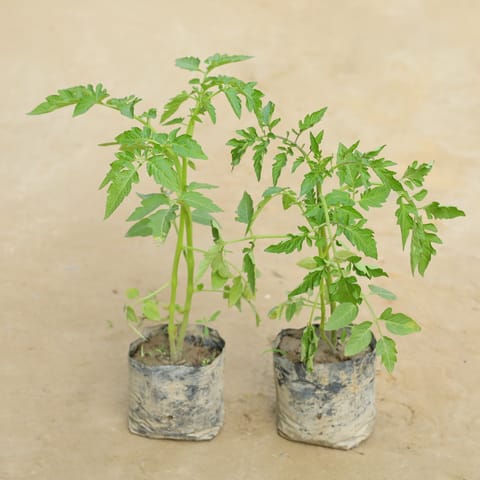 Set Of 2 - Cherry Tomato in 4 Inch Nursery Bag