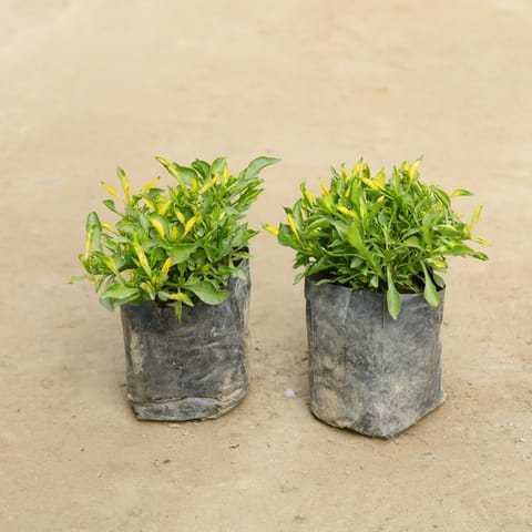 Set Of 2 - Alternanthera Green Yellow in 4 Inch Nursery Bag