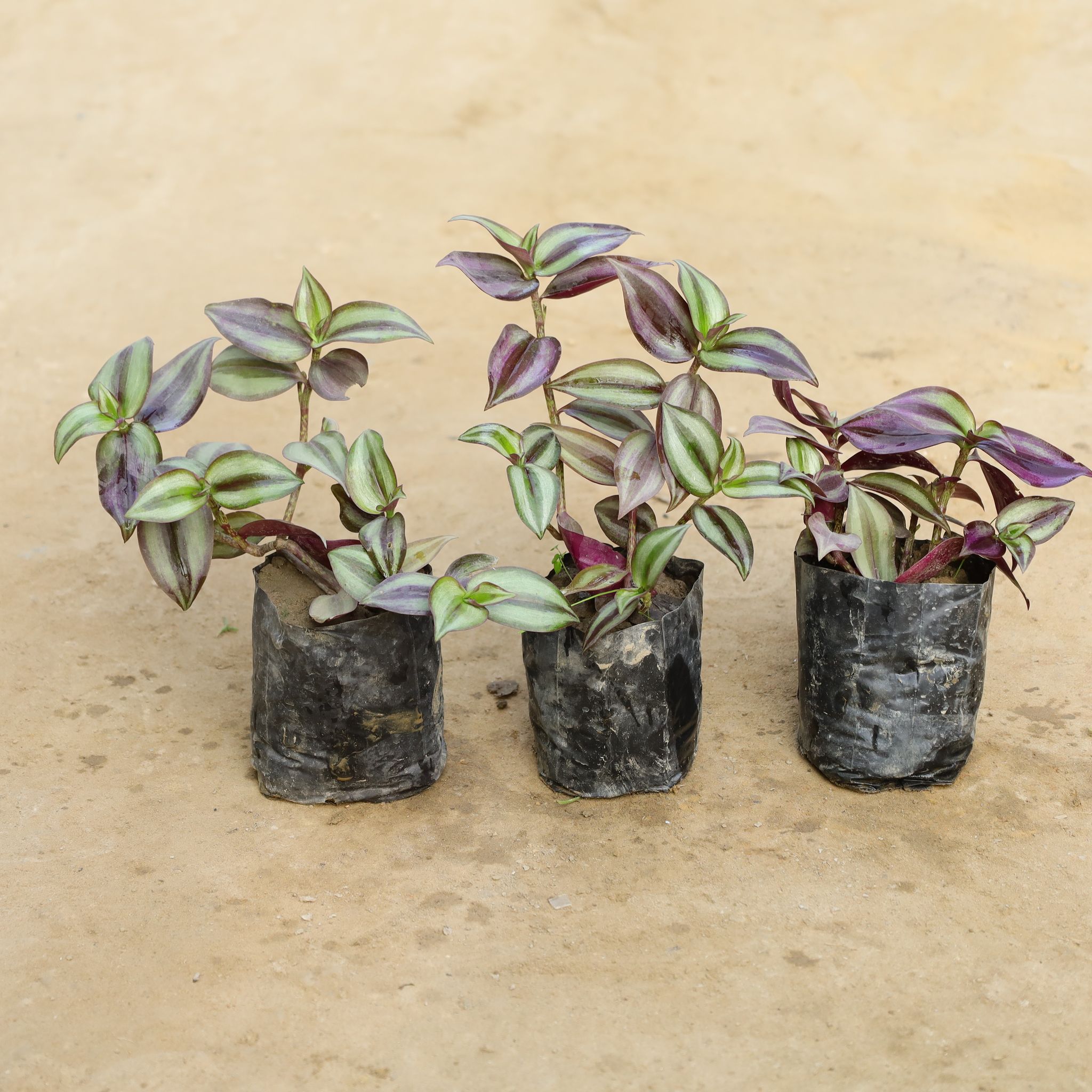 Set Of 3 - Wandering Jew in 4 Inch Nursery Bag