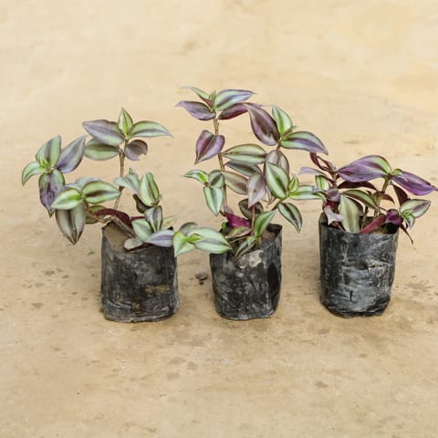 Set Of 3 - Wandering Jew in 4 Inch Nursery Bag
