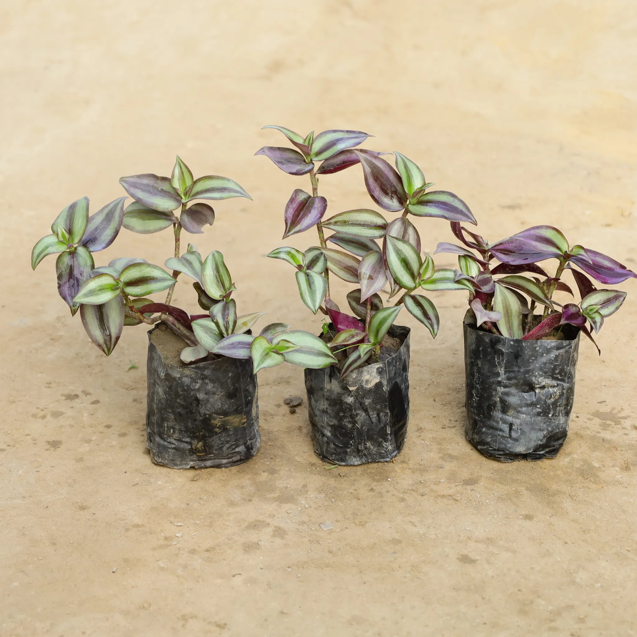 Set Of 3 - Wandering Jew in 4 Inch Nursery Bag