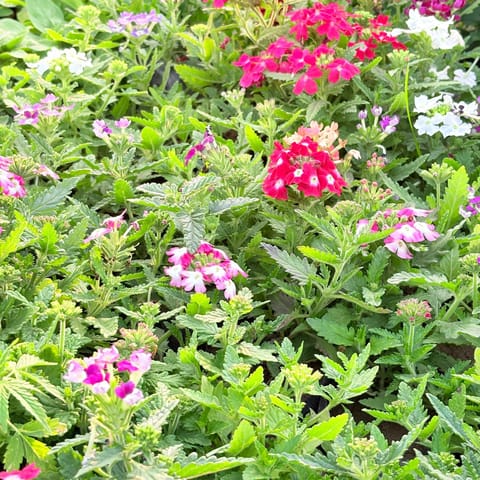 Set of 2 - Verbena (Any Colour) in 4 Inch Nursery Bag